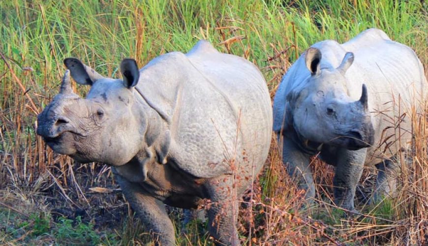 wild-assam-meghalaya